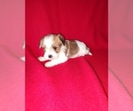 Small #7 Morkie