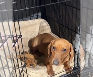 Mother of the Dachshund puppies born on 05/20/2025