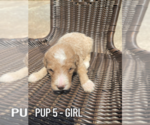 Small #4 Goldendoodle