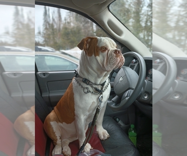 Medium Photo #1 Olde English Bulldogge Puppy For Sale in VERSAILLES, IL, USA
