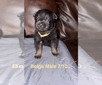 Small #1 German Shepherd Dog