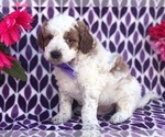 Small Photo #3 Australian Stumpy Tail Cattle Dog-Poodle (Toy) Mix Puppy For Sale in CLAY, PA, USA