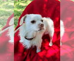 Small #2 Care-Tzu