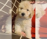 Small Photo #17 Pyredoodle Puppy For Sale in MOORESVILLE, NC, USA