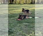 Small Photo #1 German Shepherd Dog Puppy For Sale in LEWISBURG, KY, USA