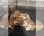 Small #1 Cavalier King Charles Spaniel