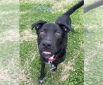 Small #3 Labrador Retriever Mix