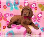 Small Photo #3 Vizsla Puppy For Sale in LANCASTER, PA, USA