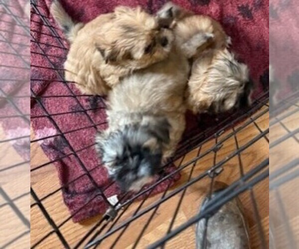 Medium Photo #1 Shih Tzu Puppy For Sale in CENTER POINT, TX, USA