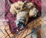 Small Shih Tzu