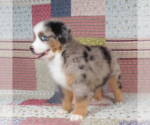 Medium Photo #5 Miniature Australian Shepherd Puppy For Sale in HARRISON, OH, USA