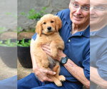 Small #3 Golden Retriever
