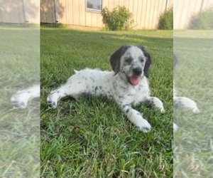 Dalmatian-Poodle (Miniature) Mix Puppy for sale in LAWRENCEBURG, KY, USA