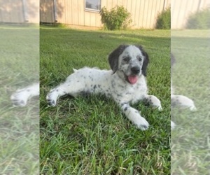 Medium Dalmatian-Poodle (Miniature) Mix