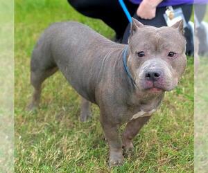 American Staffordshire Terrier Dogs for adoption in Fort Lauderdale, FL, USA