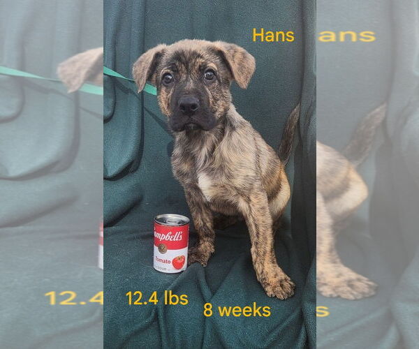 Medium Photo #6 German Shepherd Dog-Great Pyrenees Mix Puppy For Sale in Clinton, OK, USA