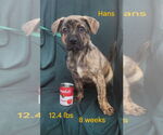 Small #5 German Shepherd Dog-Great Pyrenees Mix