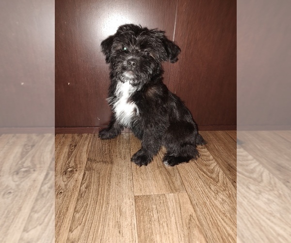 Medium Photo #4 YorkiePoo Puppy For Sale in LAPEER, MI, USA