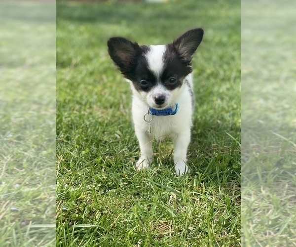 Medium Photo #1 Chihuahua Puppy For Sale in RANSON, WV, USA