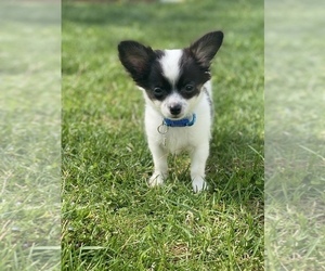 Chihuahua Puppy for sale in RANSON, WV, USA
