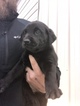 Small Photo #8 Labrador Retriever Puppy For Sale in LONDON, KY, USA