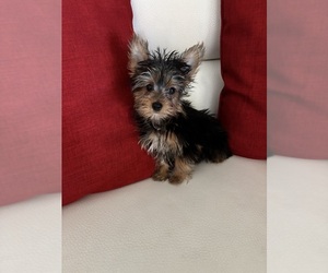 Yorkshire Terrier Puppy for sale in CLEWISTON, FL, USA