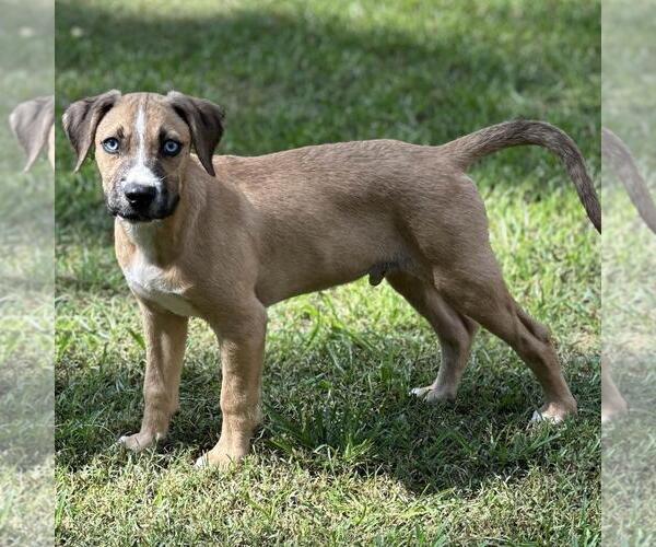 Medium Photo #3 Huskies -Labrador Retriever Mix Puppy For Sale in Yardley, PA, USA
