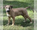 Small #2 Huskies -Labrador Retriever Mix