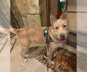 Mutt Dogs for adoption in Grafton, WI, USA