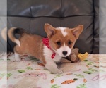 Puppy Red DM Safe Pembroke Welsh Corgi