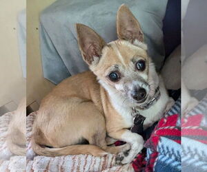 Chihuahua Dogs for adoption in Sanford, FL, USA