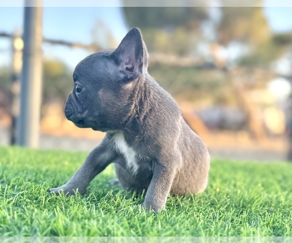 Medium Photo #3 French Bulldog Puppy For Sale in CHICAGO, IL, USA