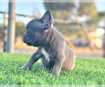 Small #2 French Bulldog