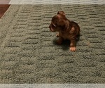 Small Photo #24 Yorkshire Terrier Puppy For Sale in FOREST HILL, TX, USA