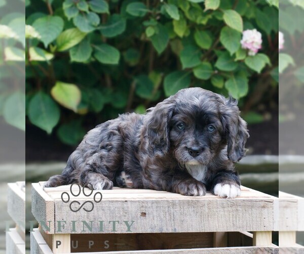 Medium Photo #3 Cavapoo Puppy For Sale in KINZERS, PA, USA