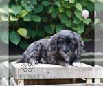 Small #2 Cavapoo