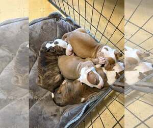 American Pit Bull Terrier-Unknown Mix Dogs for adoption in Rootstown, OH, USA
