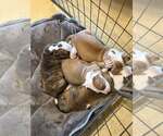 Small American Pit Bull Terrier Mix