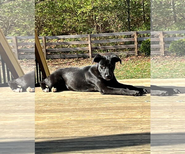 Medium Photo #14 Labrador Retriever-Unknown Mix Puppy For Sale in Germantown, OH, USA