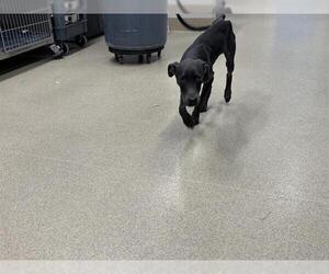 American Staffordshire Terrier-Unknown Mix Dogs for adoption in Grand Prairie, TX, USA