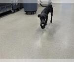 Small American Staffordshire Terrier Mix