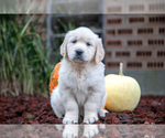 Puppy Fluffy English Cream Golden Retriever