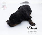 Small Photo #19 Bernedoodle Puppy For Sale in LEAVENWORTH, IN, USA