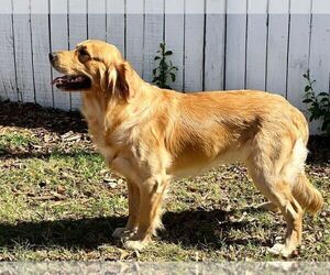 Father of the Golden Retriever puppies born on 03/21/2024