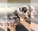 Small #8 English Bulldog
