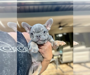 French Bulldog Puppy for Sale in CAPE CORAL, Florida USA