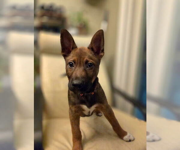 Medium Photo #1 German Shepherd Dog Puppy For Sale in Minneapolis, MN, USA