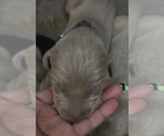 Puppy Puppy 9 Weimaraner