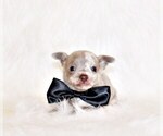 Puppy Finnick Chihuahua