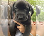 Small #1 Golden Labrador